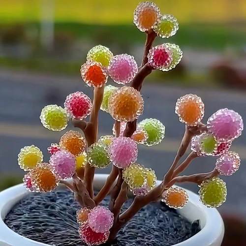糖球枝干番杏糖果罕见多肉植物稀有品种彩冰晶新手好养造型小老桩
