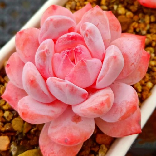 橙梦露橙梦露新手套餐多肉植物