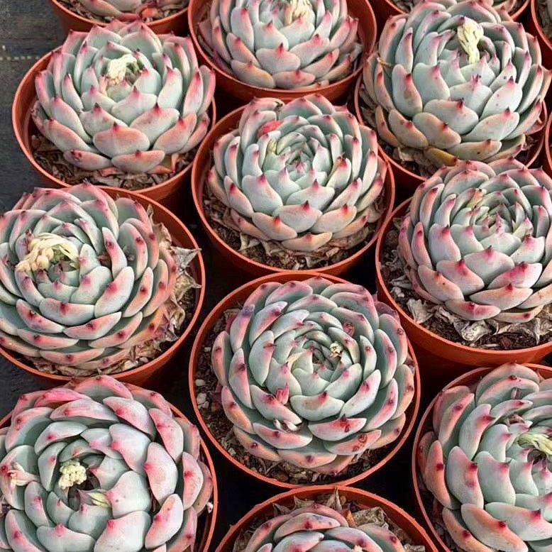 多肉植物吉娃娃吉娃莲多肉超萌肉肉易爆盆办公室花卉绿植盆栽