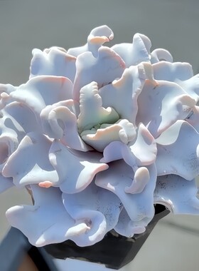 多肉植物组合盆栽新手好养精品带盆套装办公室花卉小盆栽懒人植物