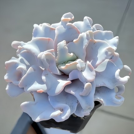 多肉植物组合盆栽新手好养精品带盆套装办公室花卉小盆栽懒人植物