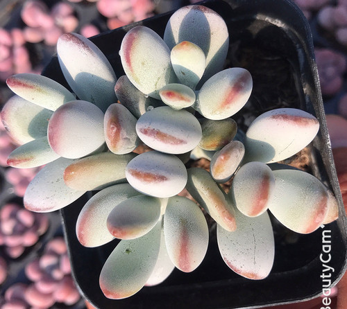 乒乓福娘多肉植物组合盆栽肉肉植物盆栽花卉实物拍摄 - 封面
