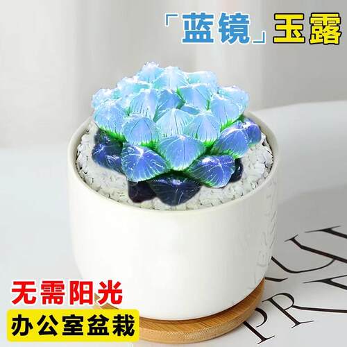 蓝镜多肉植物透亮玉露高端花卉办公室内冷门懒人桌面稀有小带盆栽