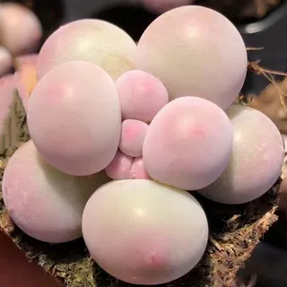 韩版汤圆手指奶酪多肉植物超萌肉新手肉控养精品超萌糖豆迷你盆栽,鲜花速递/花卉仿真/绿植园艺,多肉植物,淘宝优惠券,粉丝福利购,淘宝优惠卷