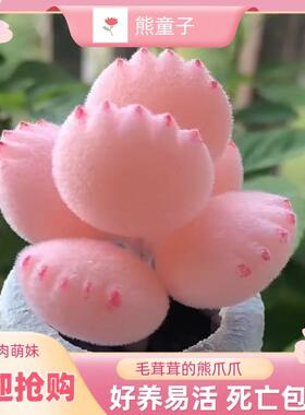 多肉熊爪植物熊童子【锦】黄色熊掌新款多肉室内阳台可爱饼干网红