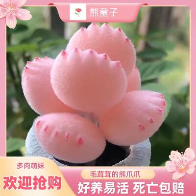 多肉熊爪植物熊童子【锦】黄色熊掌新款多肉室内阳台可爱饼干网红