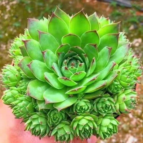 观音莲多肉超级耐热耐寒植物