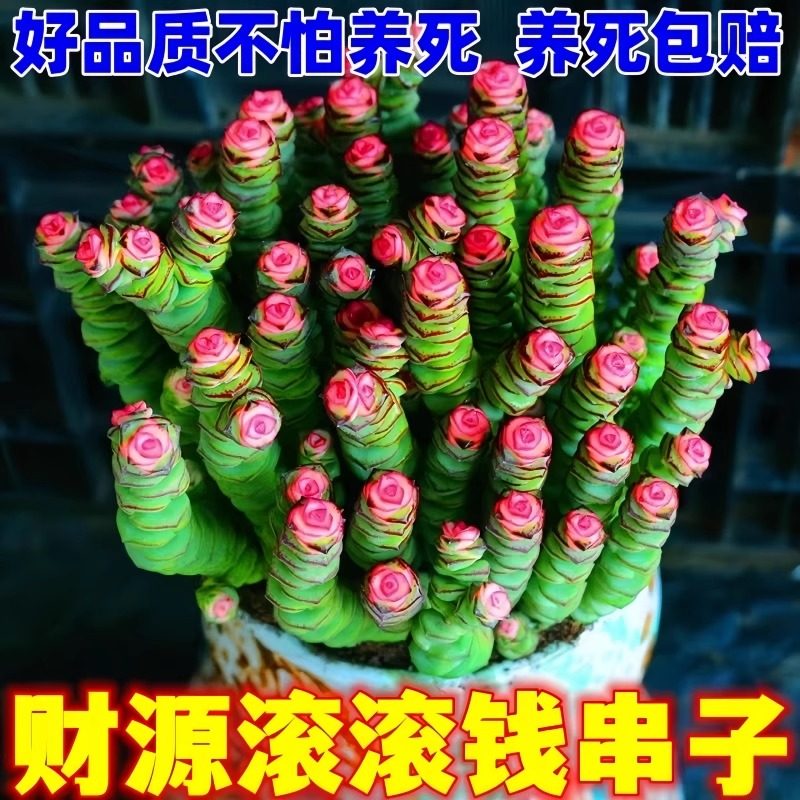 新品彩色钱串锦大株粉色多肉植物稀有品种盆栽室内吸甲醛绿植花卉,鲜花速递/花卉仿真/绿植园艺,多肉植物,淘宝优惠券,粉丝福利购,淘宝优惠卷