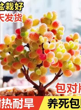 多肉植物蜜橘糖球枝干番杏高端室内盆栽稀有品种彩色名贵精品绿植