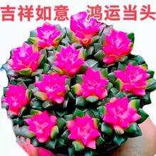 多肉植物粉红吹雪之松锦绿植招财卡日松办公室桌面盆栽带盆栽好