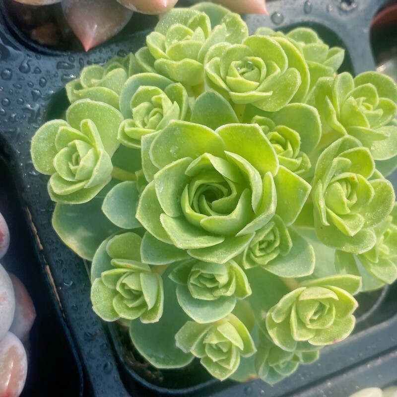山地玫瑰多肉植物盆栽小球玫瑰肉肉植物办公室内绿植小盆栽