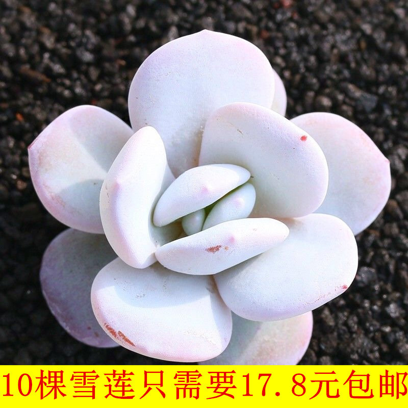 Saussurea Succulent Succulent plants Special Offer 10 Trees 17.8 elementin the Flower delivery/Flowers simulation/Plants gardening , Flowers/Potted plants (New) , Succulents  category - from Buy2taobao.com to provide professional Taobao agent buy service