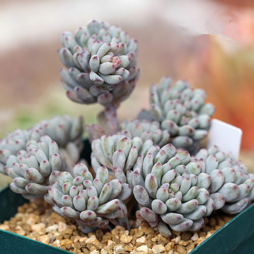 蓝豆多肉价格 蓝豆多肉图片 星期三