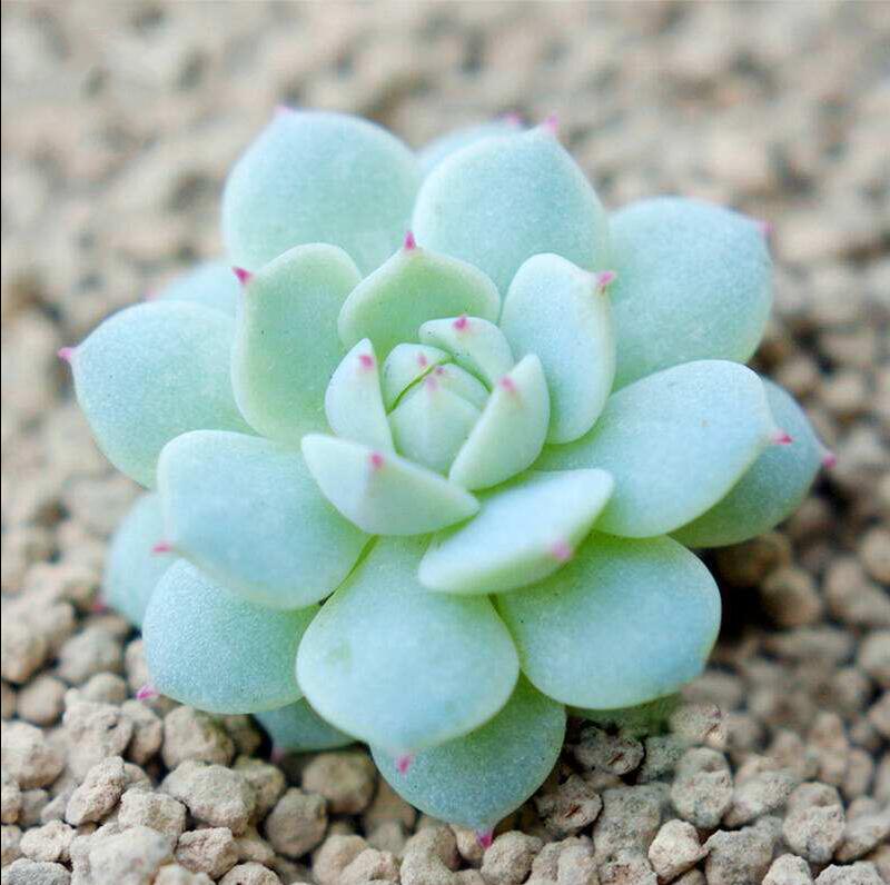 静夜多肉植物多肉室内绿植盆栽花卉办公室防辐射萌肉肉我的花园