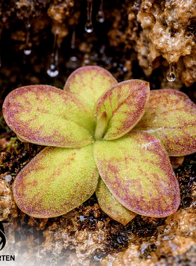 龙脊捕虫堇丨Pinguicula 