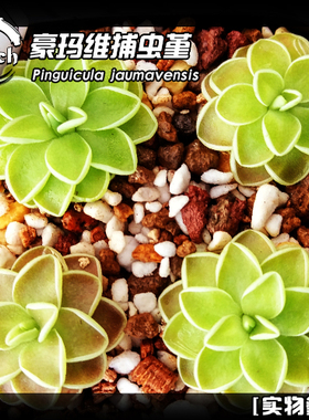 豪玛维捕虫堇丨pinguicula jaumavensis