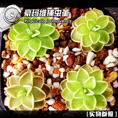 豪玛维捕虫堇丨pinguicula jaumavensis