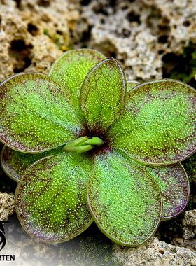 【新品】泽塔捕虫堇Pinguicula“SCH Zeta”栩园培育