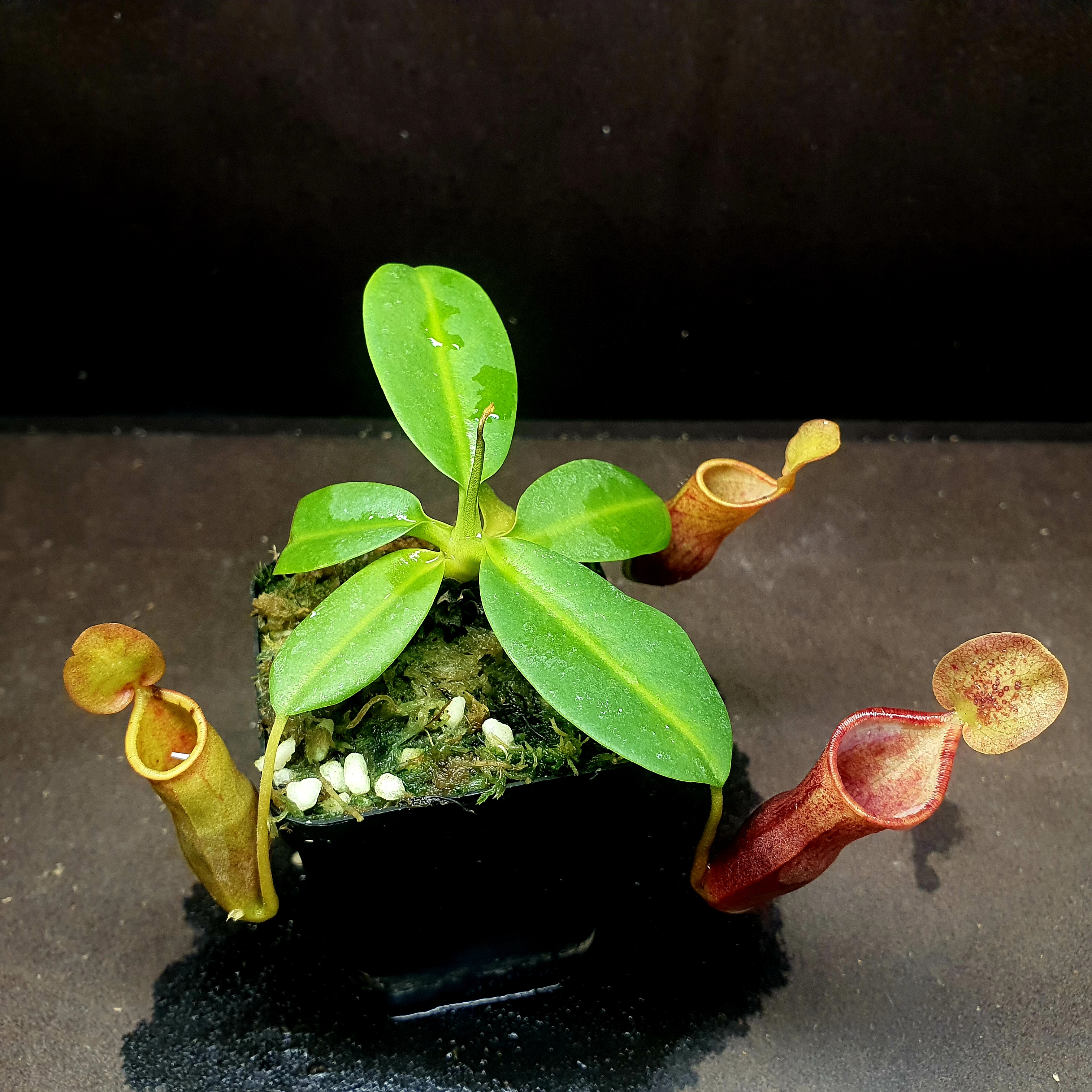 【丰收季】红笼花唇 clc 猪笼草101202  12CM