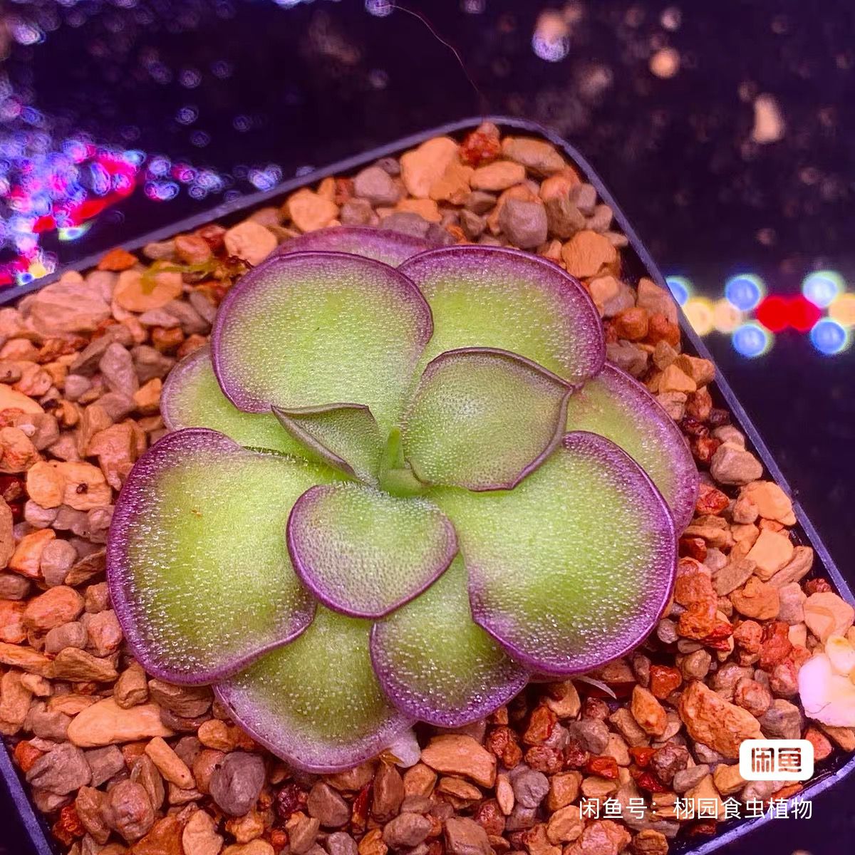 【新品】紫色圆舞曲捕虫堇Pinguicula“ Purple Waltz”栩园培育