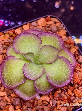 【新品】紫色圆舞曲捕虫堇Pinguicula“ Purple Waltz”栩园培育