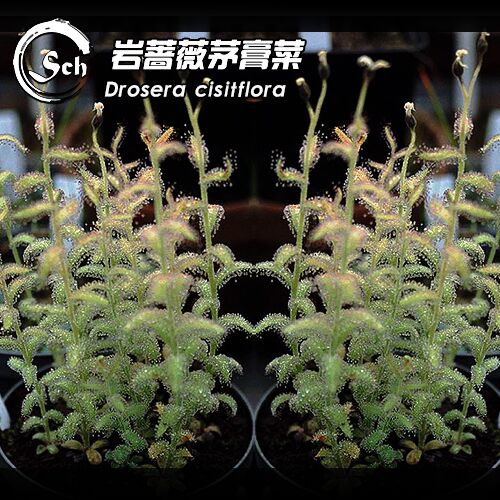 新品-亚麻花茅膏菜 From.Allen丨 Drosera liniflora丨稀有南非茅