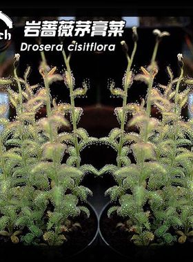 新品-亚麻花茅膏菜 From.Allen丨 Drosera liniflora丨稀有南非茅