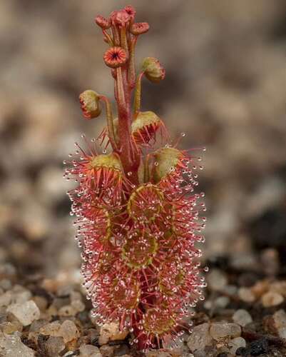 【新品】基生叶球根茅膏菜丨D.basifolia From.Allen休眠球一个