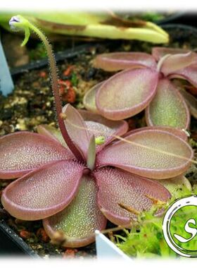 【新品】红凹瓣捕虫堇丨pinguicula emarginata（red）