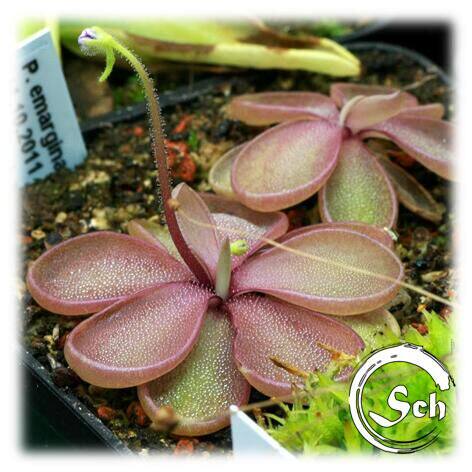 【新品】红凹瓣捕虫堇丨pinguicula emarginata（red）