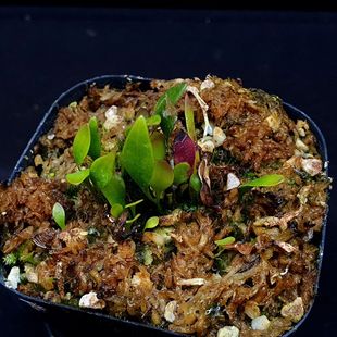 【丰收季】高山×洪堡狸藻 爆芽状态  0509