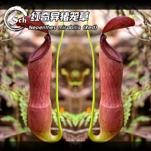 Nepenthes mirabilis（Red） | 红奇异猪笼草 | 食虫植物