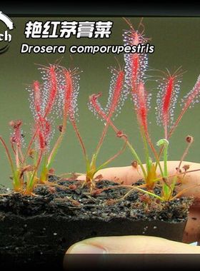【新品】艳红茅膏菜 Drosera camporupestris南美茅