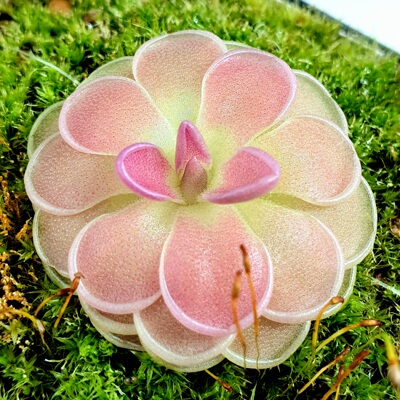 【新品】埃普西隆ε捕虫堇Pinguicula EP`SILON 栩园培育