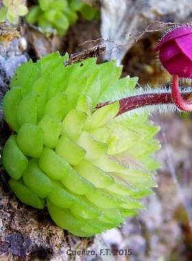 【新品】BCP厚叶捕虫堇 Pinguicula  crassifolia