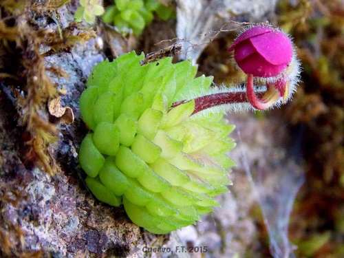 【新品】BCP厚叶捕虫堇 Pinguicula  crassifolia