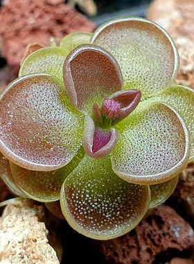 【丰收季】新品 墨兰s x 豪玛维l9014捕虫堇 1.7cm