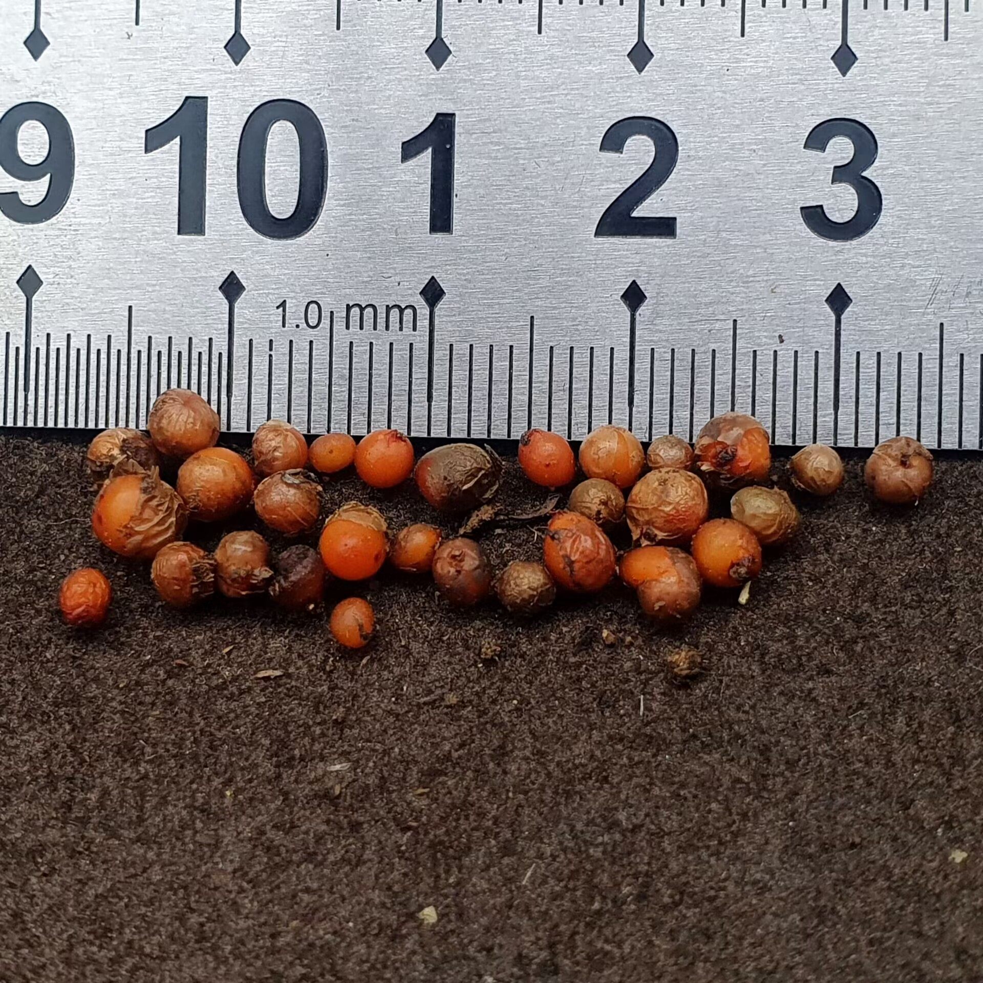【丰收季】鳞状球根茅膏菜 休眠茎 单颗随机发