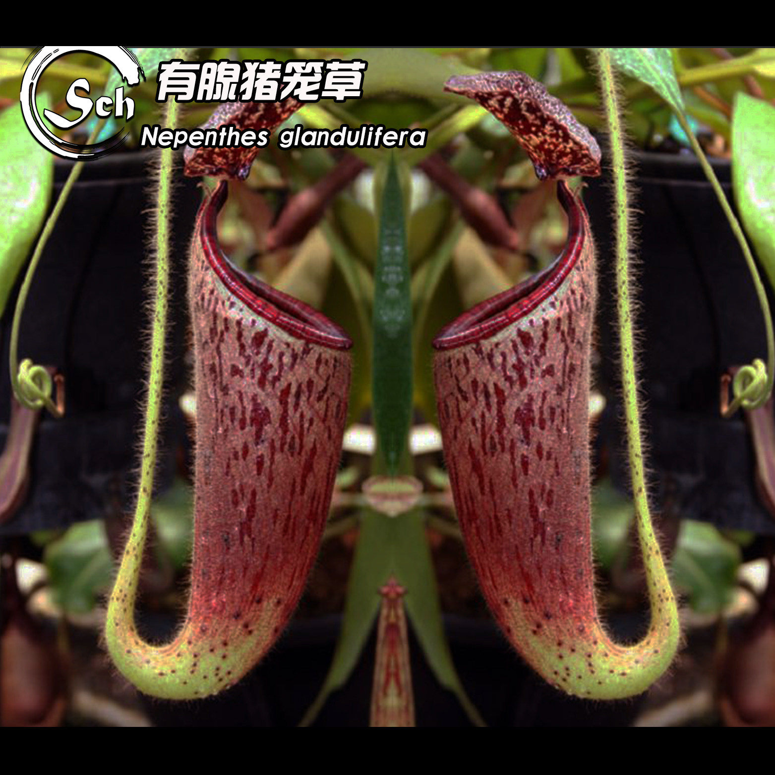 Nepenthes glandulifera 丨有腺猪笼草（BE-3879）丨食虫植物