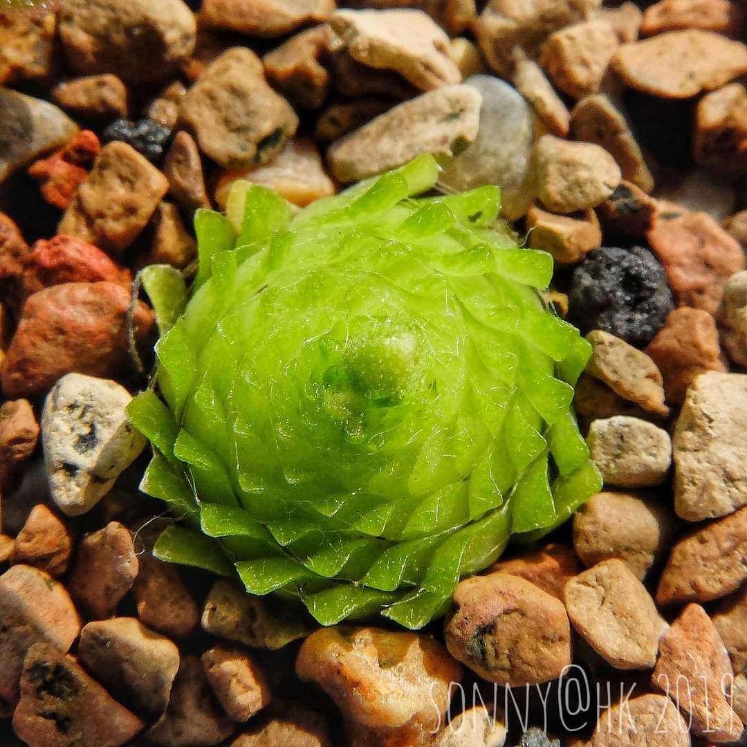 【新品】BCP异叶X近藤捕虫堇 Pinguicula heterophylla X kondoi