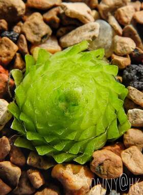 【新品】BCP异叶X近藤捕虫堇 Pinguicula heterophylla X kondoi