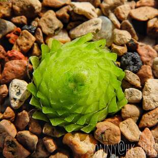 【新品】BCP异叶X近藤捕虫堇 Pinguicula heterophylla X kondoi