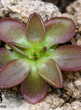 肖申克捕虫堇丨Pinguicula “SCH Shawshank”丨栩园培育