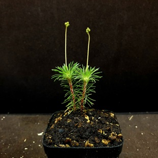【丰收季】尖刺花柱草041603 两颗 4CM
