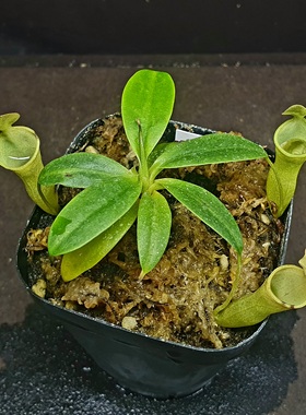 【丰收季】母风铃猪笼草101202，9cm