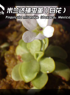 【新品】米兰达捕虫堇丨Pinguicula mirandae