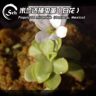 【新品】米兰达捕虫堇丨Pinguicula mirandae