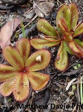 【新品】球茎球根茅膏菜丨Drosera bulbosa From.Allen休眠球一个