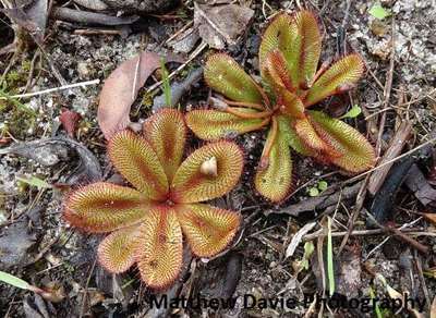 【新品】球茎球根茅膏菜丨Drosera bulbosa From.Allen休眠球一个