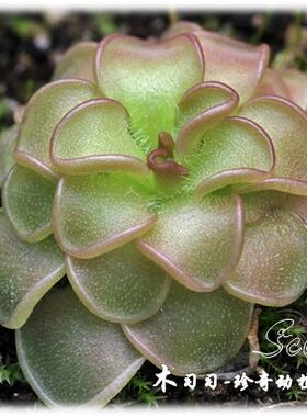圆花捕虫堇（对版）Pinguicula rotundiflora